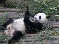 Pandas (025)